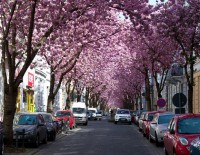 /album/la-vida-una-magnifica/cherry-blossom-street-bonn-alemania-jpg/